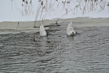 Synchronized swimming / ***