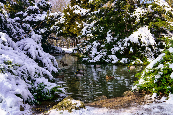 Winter Pond / ***