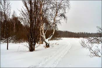 winter forest. / ***