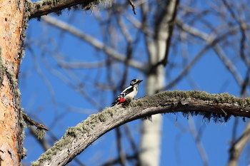 Woodpecker / ***