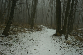 In forest / ***