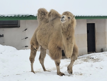 camel / ***