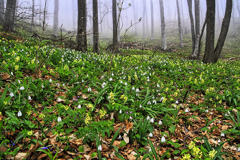 Spring coming / ***