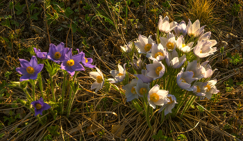 Happy Holidays! / ***