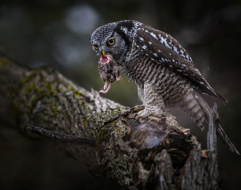 Northern hawk-owl / Northern hawk-owl