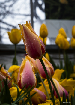 Tulips / ***