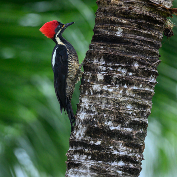 Crimson-crested woodpecker (f) / Panama