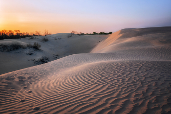 In the dunes / ***