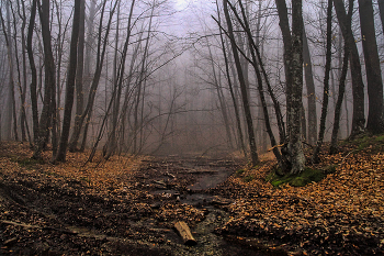 Foggy Crimean wood / ***