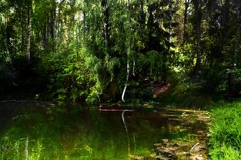 Overgrown pond / ***