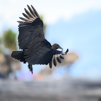 Black Vulture (Coragyps atratus) / Panama