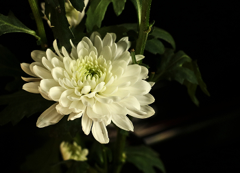 Chrysanthemum / ***