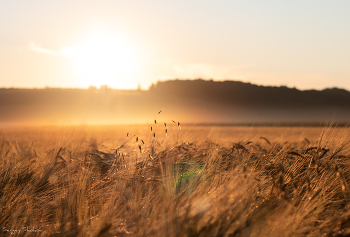 Dawn in the fields / ***