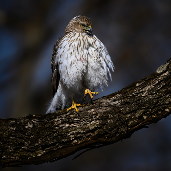 Cooper's hawk (f) / Cooper's hawk (f)