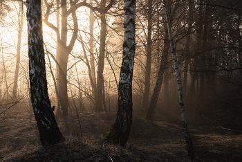 Spring Forest / ***