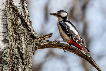 Great Spotted Woodpecker / ...