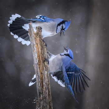 Blue Jay / Blue jay