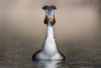 Great Crested Grebe / ***