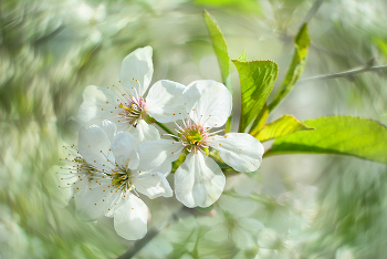 Spring. / ***