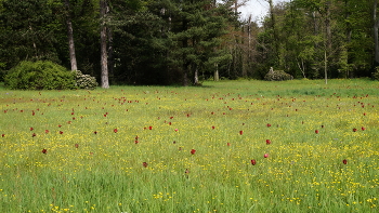 Meadow / ***