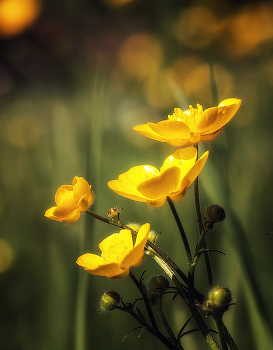 Buttercups / ***