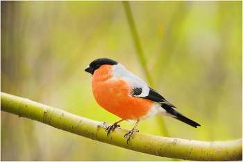 Bullfinch / ***