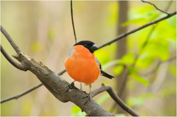 Bullfinch / ***