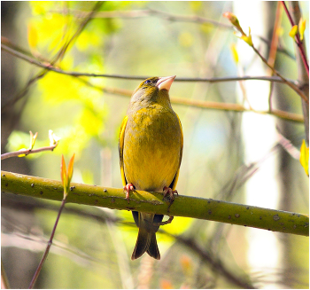 Yellow Wagtail / ***