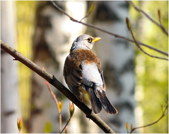 Thrush Fieldfare / ***