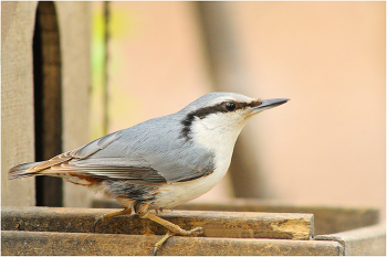 Eurasian nuthatch / ***