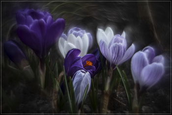 Spring Bouquet / ***