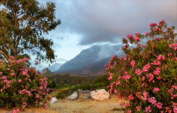 Morning in the mountains / ***