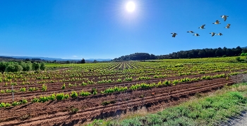 Vimbodí - vinyes al camí de Milmanda - Conca de Barberà / Vimbodí - vinyes al camí de Milmanda - Conca de Barberà