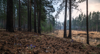 At the edge of forest / ***