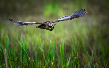 American bittern / American bittern