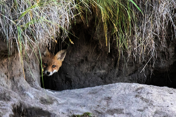 Alien Trespassing / ***