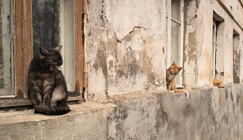 Three cats / ***