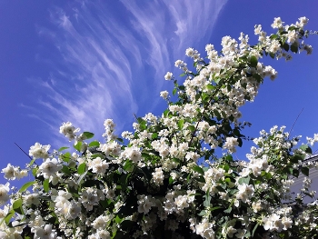 Apple tree in bloom / ***