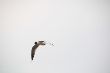 Seagull in flight / ***