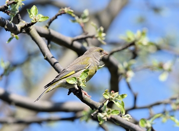 Yellow Wagtail / ***