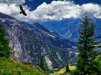 Berchtesgaden - niu de l'àliga - Alemanya / Berchtesgaden - niu de l'àliga - Alemanya