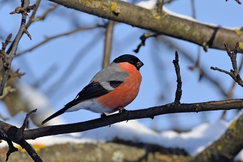 Bullfinch / ***