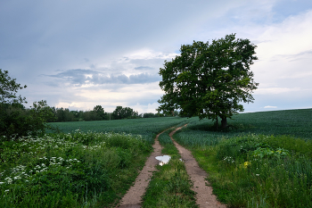 Tree by the road / ***