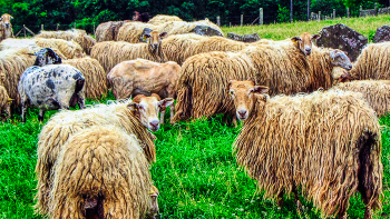 Azpilkueta (Valle Batzan) - La oveja latxa - Navarra / Azpilkueta (Valle Batzan) - La oveja latxa - Navarra