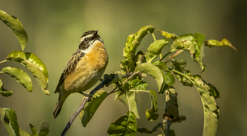 Whinchat / ***