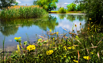Rural pond / ***