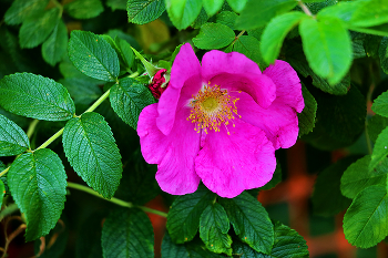Pink rose / ***
