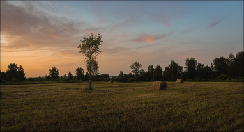 Evening in the field / ***