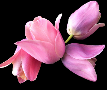 Pink tulips / ***