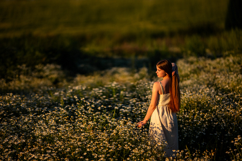 In the daisy field / ***